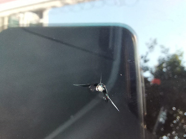 汽車擋風玻璃修復